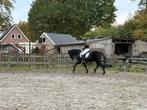 Lieve sociale ruin., Dieren en Toebehoren, Paarden, Gechipt, B, Ruin, 160 tot 165 cm