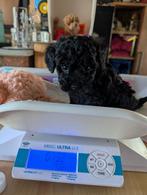Toypoedel puppies, raszuivere toypoedeltjes, Dieren en Toebehoren, 8 tot 15 weken, Meerdere, Meerdere dieren, CDV (hondenziekte)