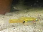 Girardinus Uninotatus, Dieren en Toebehoren, Vissen | Aquariumvissen, Vis, Zoetwatervis
