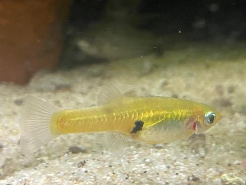 Girardinus Uninotatus, Dieren en Toebehoren, Vissen | Aquariumvissen, Zoetwatervis, Vis