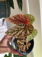 Begonia Snowcap, Ophalen of Verzenden, Overige soorten, Minder dan 100 cm