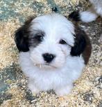 Schattige Boomer Pup - Reutje, Dieren en Toebehoren, Honden | Chihuahua's en Gezelschapshonden, Overige rassen, Meerdere, Meerdere dieren