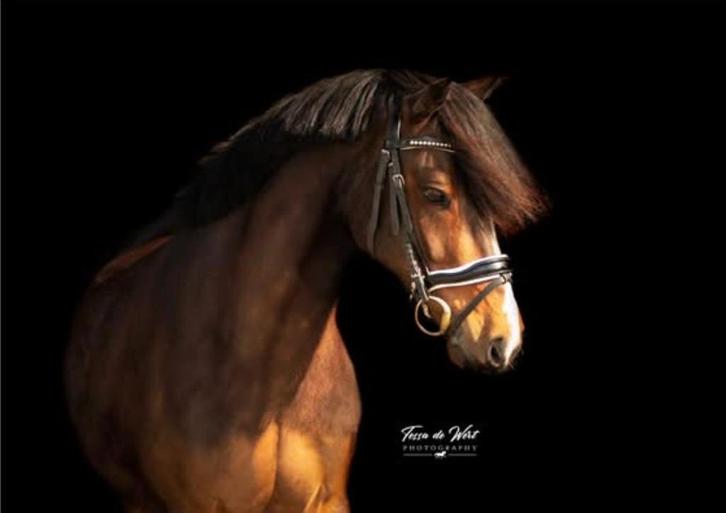 Knappe D-pony, Dieren en Toebehoren, Pony's, Ruin, L, D pony (1.37m tot 1.48m), Recreatiepony, 11 jaar of ouder, Ontwormd, Ingeënt