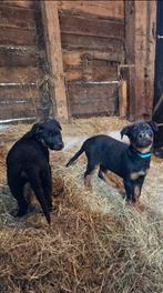 Rottweiler pups - mogen het nest verlaten!, Dieren en Toebehoren, Overige rassen, 8 tot 15 weken, Meerdere, Meerdere dieren