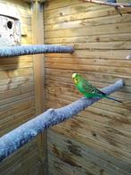 parkiet, Dieren en Toebehoren, Mannelijk, Parkiet