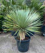 Mooie grote yucca Rostrata in pot, winterhard, Volle zon, Vaste plant, Bloeit niet, Ophalen