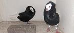 Tekoop sierduiven Oudhollands  kapucijnen duiven, Dieren en Toebehoren, Meerdere dieren, Overige soorten