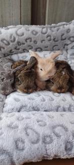 Nhd mini hangoor konijntjes🩷🐰🩵🏠