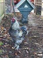 Mooie haan , kruising Amerikaanse zijdehoen/ Wyandotte, Dieren en Toebehoren, Pluimvee, Mannelijk, Kip