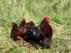 Cochin kriel kippen rood, gesekst en ingeënt