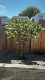 Abrikozenboom te koop. Abrikozenboom geeft veel vruchten., Ophalen, 100 tot 250 cm, Overige soorten