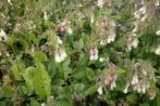 Smeerwortel (Symphytum grandiflorum), Bodembedekkers, Volle zon, Vaste plant, Ophalen of Verzenden