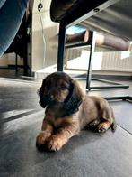 Teckel pup reutje, Dieren en Toebehoren, Honden | Teckels en Dashonden, Standaard, Reu, 8 tot 15 weken, Langhaar