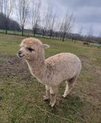 3 alpaca hengsten, Mei, Mannelijk