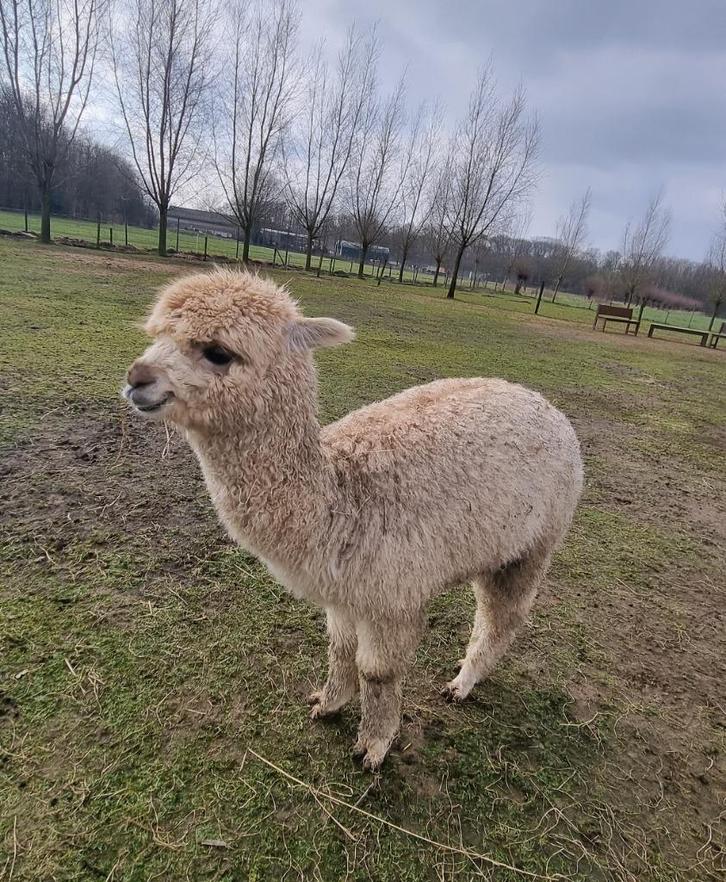 3 alpaca hengsten, Dieren en Toebehoren, Overige Dieren, Mannelijk, Mei