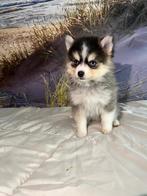 Pomsky x pomsky reu mini, Dieren en Toebehoren, CDV (hondenziekte), 8 tot 15 weken, Teef, Poolhond