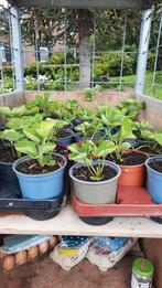 Te koop aardbeien planten, Tuin en Terras, Ophalen, Nieuw