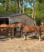 Prachtige 4-jarige merrie, Dieren en Toebehoren, Paarden, Minder dan 160 cm, Zadelmak, 3 tot 6 jaar, Tuigpaard