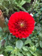 Dahlia knollen - pompon/bal rood  - 2 stuks, Ophalen of Verzenden, Volle zon, Knol