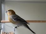 Haakbekken - Pinicola enucleator, Meerdere dieren, Wildzangvogel, Geringd