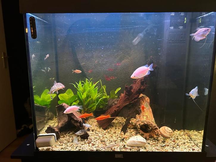 Juwel aquaium te koop!, Dieren en Toebehoren, Vissen | Aquariumvissen, Vis