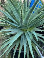 Aloe Arborescens pot30cm 7jaaroud, Tuin en Terras, Planten | Tuinplanten, Ophalen, Overige soorten, Volle zon