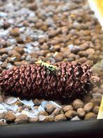 Caridina boa blue metallic groepje 10 stuks, Vis