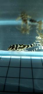 L333 pleco F1 Hypancistrus King Tiger, Dieren en Toebehoren, Vissen | Aquariumvissen, Vis, Zoetwatervis