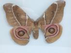 vlinder Antherina Suraka, Dieren en Toebehoren, Vlinders of Rupsen