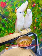 Ducorps kaketoe’s, Meerdere dieren, Papegaai