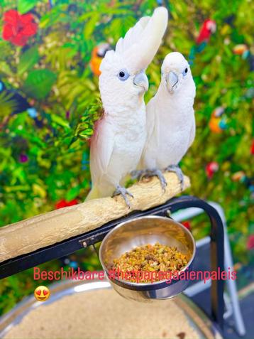 Ducorps kaketoe’s beschikbaar voor biedingen