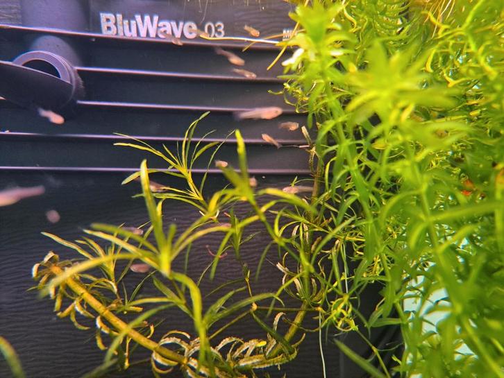 Jonge Endler Guppy's, Dieren en Toebehoren, Vissen | Aquariumvissen, Vis