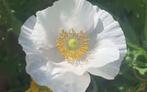 Zaden Papaver rhoeas Bridal Silk, Tuin en Terras, Bloembollen en Zaden, Verzenden, Voorjaar, Volle zon, Zaad