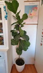 Ficus Lyrata (Vioolplant) incl. pot - 204 cm hoog, Ophalen, Ficus, 200 cm of meer, Halfschaduw