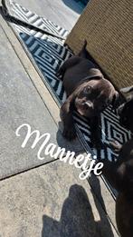 Pocket bully black (mogen naar hun gouden mandje 🥰), CDV (hondenziekte), 8 tot 15 weken, Bulldog, Meerdere