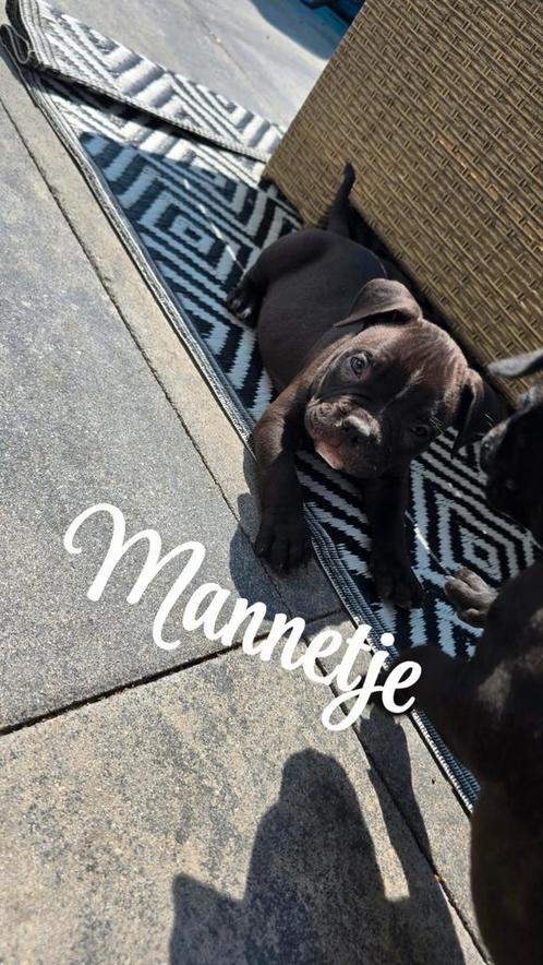 Pocket bully black (mogen naar hun gouden mandje 🥰), Dieren en Toebehoren, Honden | Bulldogs, Pinschers en Molossers, Meerdere dieren