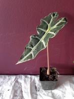 Alocasia Polly, Huis en Inrichting, Kamerplanten, Overige soorten, Minder dan 100 cm, Ophalen of Verzenden, Halfschaduw