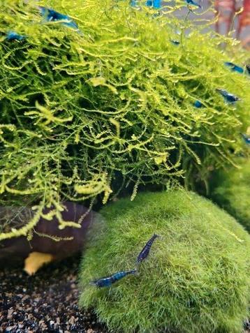 Blauwe neocaridina garnalen. beschikbaar voor biedingen