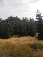 Abies nordmanniana (kerstbomen), Tuin en Terras, Planten | Bomen, Volle zon, Bloeit niet, 400 cm of meer, Overige soorten