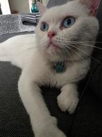 Kater Britse korthaar, Kater