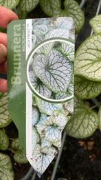Brunnera ‘jack frost’ (vergeet me nietje ), Ophalen, Overige soorten, Halfschaduw