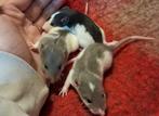 Tamme ratjes, Dieren en Toebehoren, Knaagdieren, Januari, Meerdere dieren, Rat