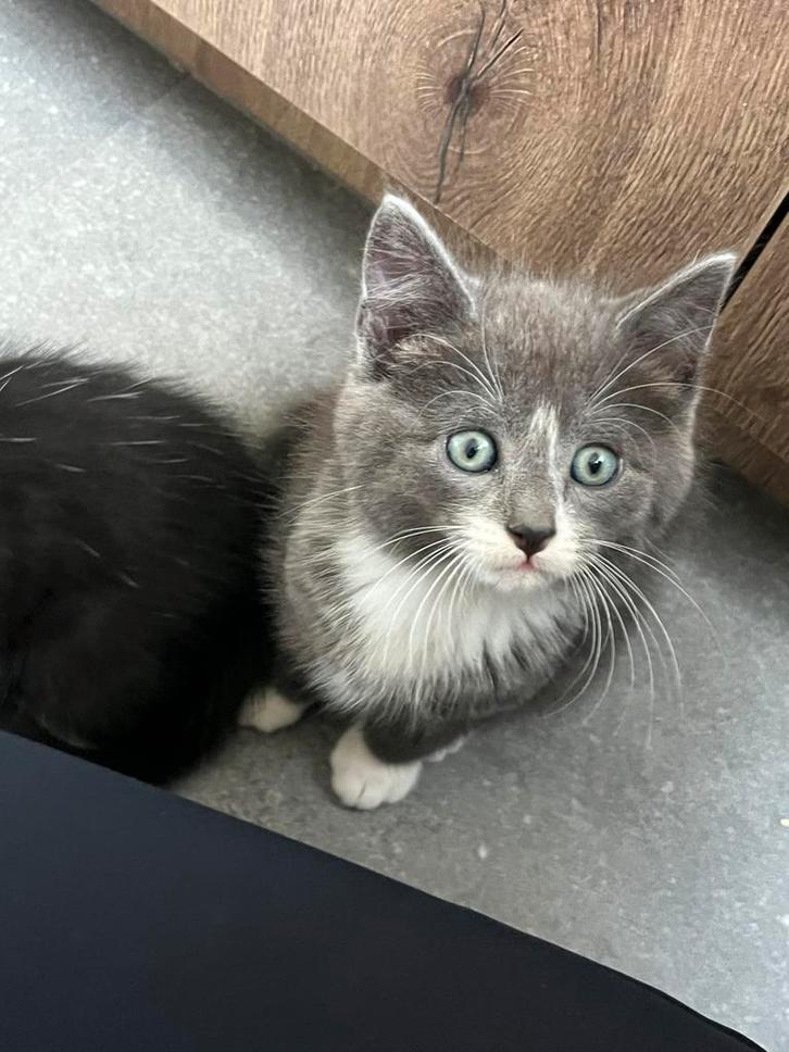 Lieve speelse grijze, witte en zwarte kittens, Dieren en Toebehoren, Katten en Kittens | Overige Katten, Meerdere dieren, 0 tot 2 jaar