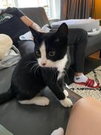 Kitten, Dieren en Toebehoren, Katten en Kittens | Overige Katten, Kater, Kortharig, 0 tot 2 jaar