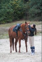 verzorg/bijrijd pony gezocht, Ophalen of Verzenden, Zo goed als nieuw
