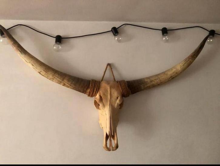 prachitge longhorn schedel., Antiek en Kunst, Antiek | Woonaccessoires, Ophalen