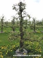 Oude perenbomen met karakter laagstam, halfstam en hoogstam, Tuin en Terras, Planten | Fruitbomen, Ophalen