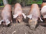 Te koop Husumer ×  Deense Duroc biggen, Dieren en Toebehoren, Schapen, Geiten en Varkens, Meerdere dieren, Varken, 0 tot 2 jaar