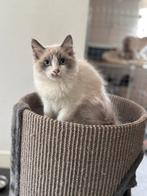 Ragdol poesje, Dieren en Toebehoren, Katten en Kittens | Raskatten | Langhaar, Kater, Gechipt