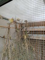 Europese sijzen broed 25 uit de rui, Dieren en Toebehoren, Meerdere dieren, Geringd